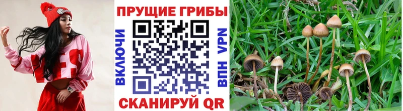 Псилоцибиновые грибы Cubensis  наркошоп  Пласт 